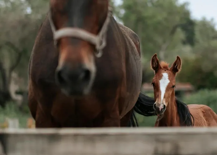 Hotel Manej Urla Izmir