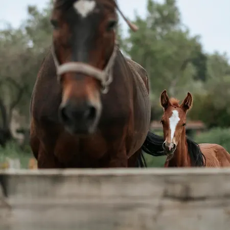 Hotel Manej Urla Izmir